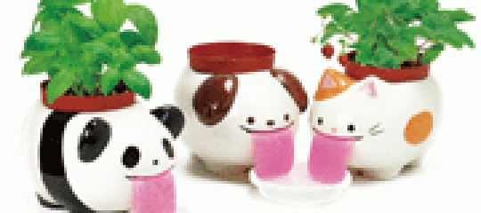PEROPON PAPA 盆栽