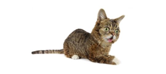 LIL BUB