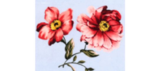 山茶花
